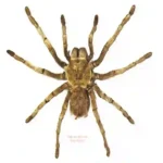 Acanthoscurria ferina