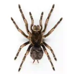 Acanthoscurria juruenicola (Peru)