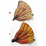 Amathuxidia amythaon - female