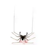 Amblypygi sp.