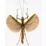 Aschiphasma annulipes