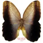 Caligo brasiliensis