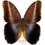Caligo idomeneus - male
