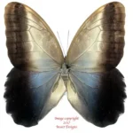 Caligo oedipus - female