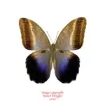Caligo placidianus
