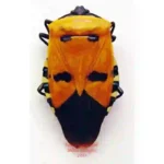 Catachantus incarnatus