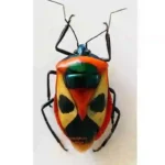 Catachantus nigripes