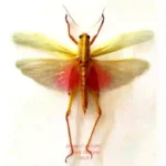 Chondacris rosea