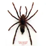Coremiocnemis sp.
