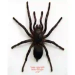 Cyriopagopus minax