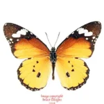 Danaus chrysippus