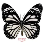 Danaus melanipus edmondii