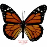 Danaus plexippus
