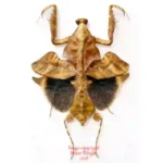 Deroplatys lobata