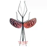 Diesbachia tamyris - Female