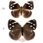 Dynastor darius pair