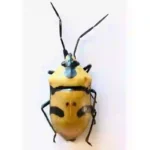 Eucorysses grandis