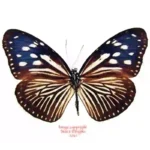 Euploea mulciber subvisaya