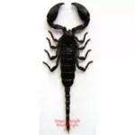 Heterometrus spinifer