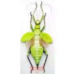 Heteropteryx dilatata - green
