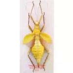 Heteropteryx dilatata - yellow