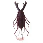 Hypocnotus siamensis