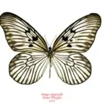 Idea blanchardi marosiana