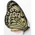 Idea leuconoe leuconoe