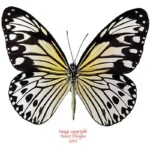 Ideopsis gaura anapina