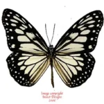 Ideopsis juventa manillana