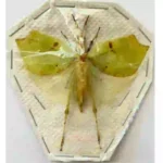 Leaf Hopper sp.1