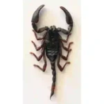 Liocheles australisae