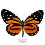 Lycorea halia