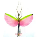Marmessoidea rosea