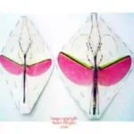 Necroscia annulipes - Male