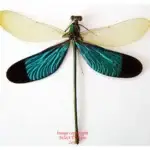 Neurobasis chinensis