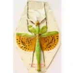 Paracyphocrania major