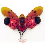 Penthicodes atomaria (Thailand)