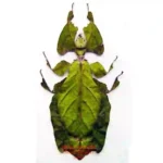 Phyllium giganteum