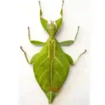 Phyllium jacobsoni