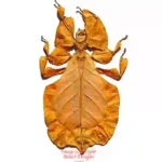 Phyllium pulchrifolium - orange/yellow
