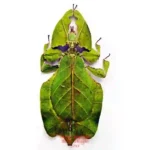 Phyllium pulchrifolium - green