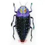 Polybothris sumptuosa gemma