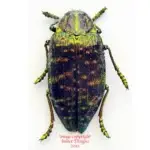 Polybothris sumptuosa sumptuosa