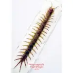 Scolopendra subspinipes