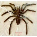 Selenocosmia javanensis