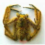 Spider sp.5