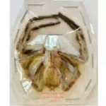 Spider sp.6 (Malaysia)