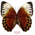 Stichophthalma louisa