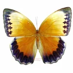 Stichophthalma suffusa tonkiniana